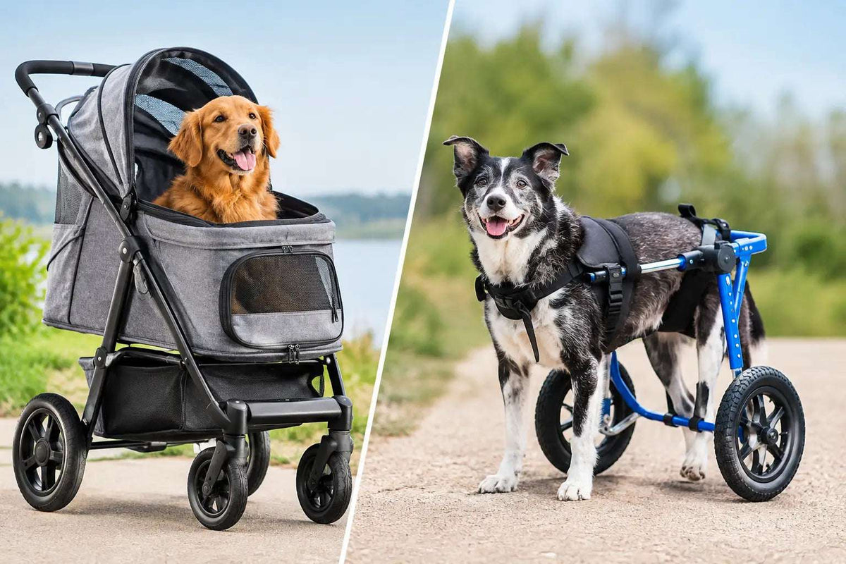 Dog Buggy Versus Wheelchair: Which Helps Most?