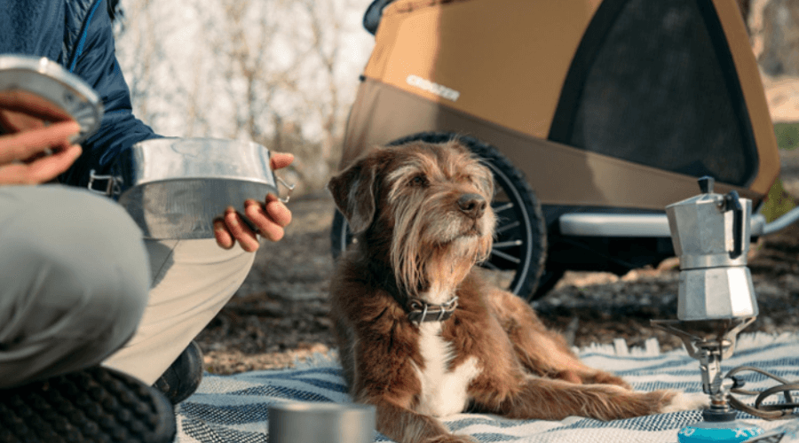 Best Dog Strollers for Hiking in the UK