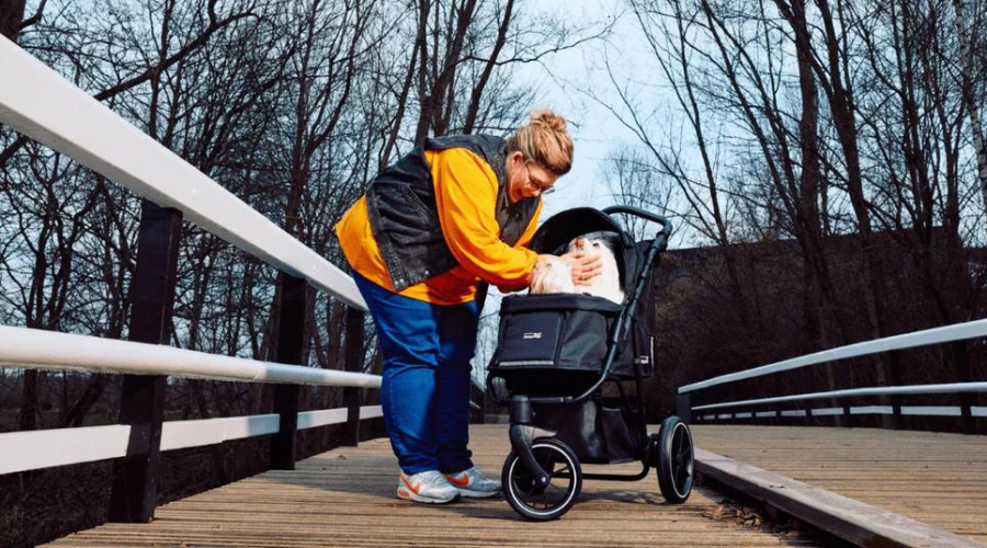How to Introduce and Train Your Dog to Use a Dog Buggy