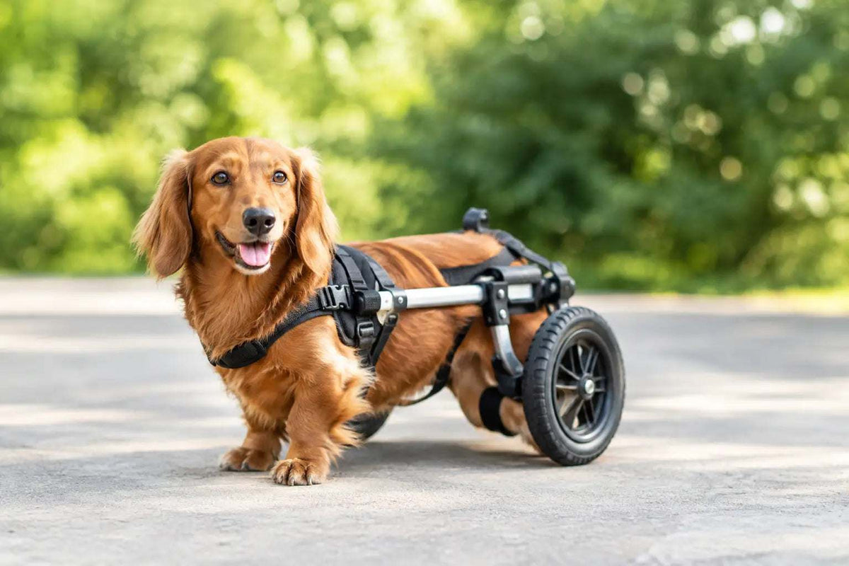 IVDD Wheelchair Questions: What Owners Need to Know