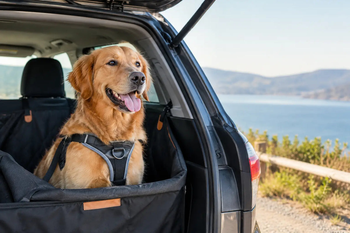 Pet Travel: Safety, Comfort and Freedom Together