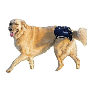 Dog wearing Balto® Life hip dysplasia brace providing bilateral hip compression and pain relief