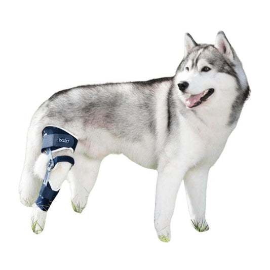 Balto® Ligatek adjustable hinged knee brace for dog postoperative knee support and stabilization