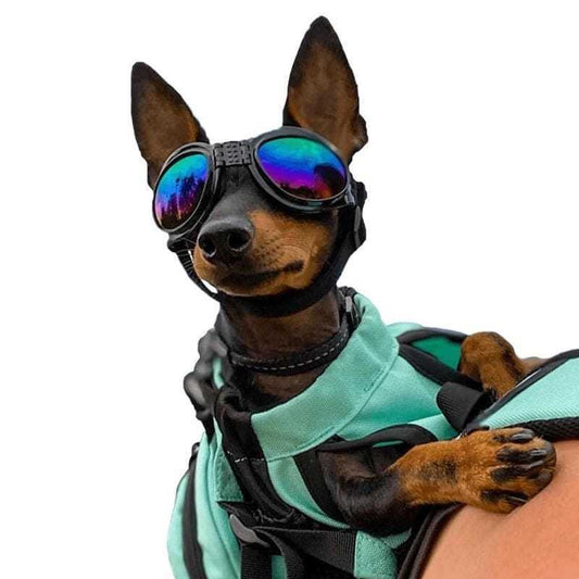 K9 Dog Goggles protecting dog's eyes during outdoor adventures with padded frames and adjustable straps