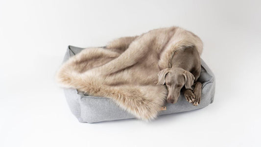 Labbvenn FÖRA Luxury Dog Blanket by Labbvenn - Cappucino Pets Own Us
