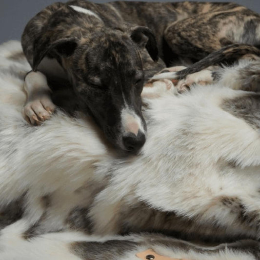 Labbvenn Tösse Luxury Dog Blanket by Labbvenn Pets Own Us