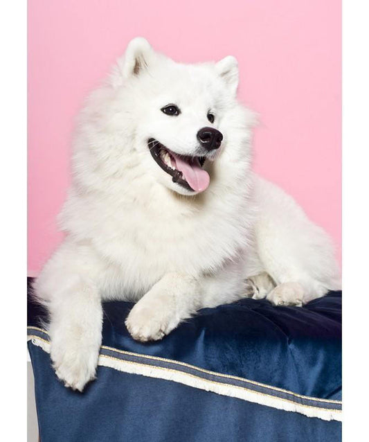 The Mat Is A Very Practical Solution For Traveling.
Balanced and distinguished, this is the navy blue color. Balanced with golden accents, however, it takes on a co, , Pets Own Us