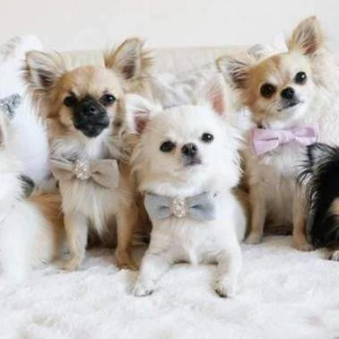 Oh Charlie Pearls Bowtie by Oh Charlie - Celeste & Beige Pets Own Us