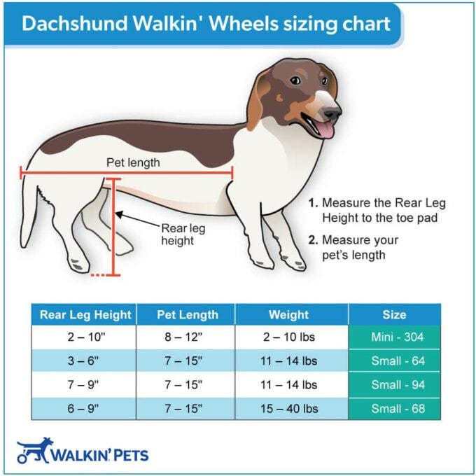 Dachshund in Walkin' Wheels rear wheelchair for mobility support and independence