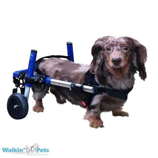 Dachshund using Walkin' Wheels rear wheelchair for mobility support