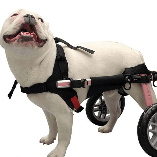 Dog wearing Walkin’ Belly Support in wheelchair for spine and belly support