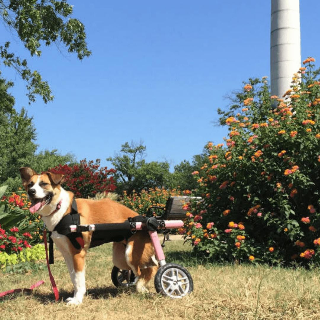 Wheels4Dogs Walkin’ Belly Support Pets Own Us