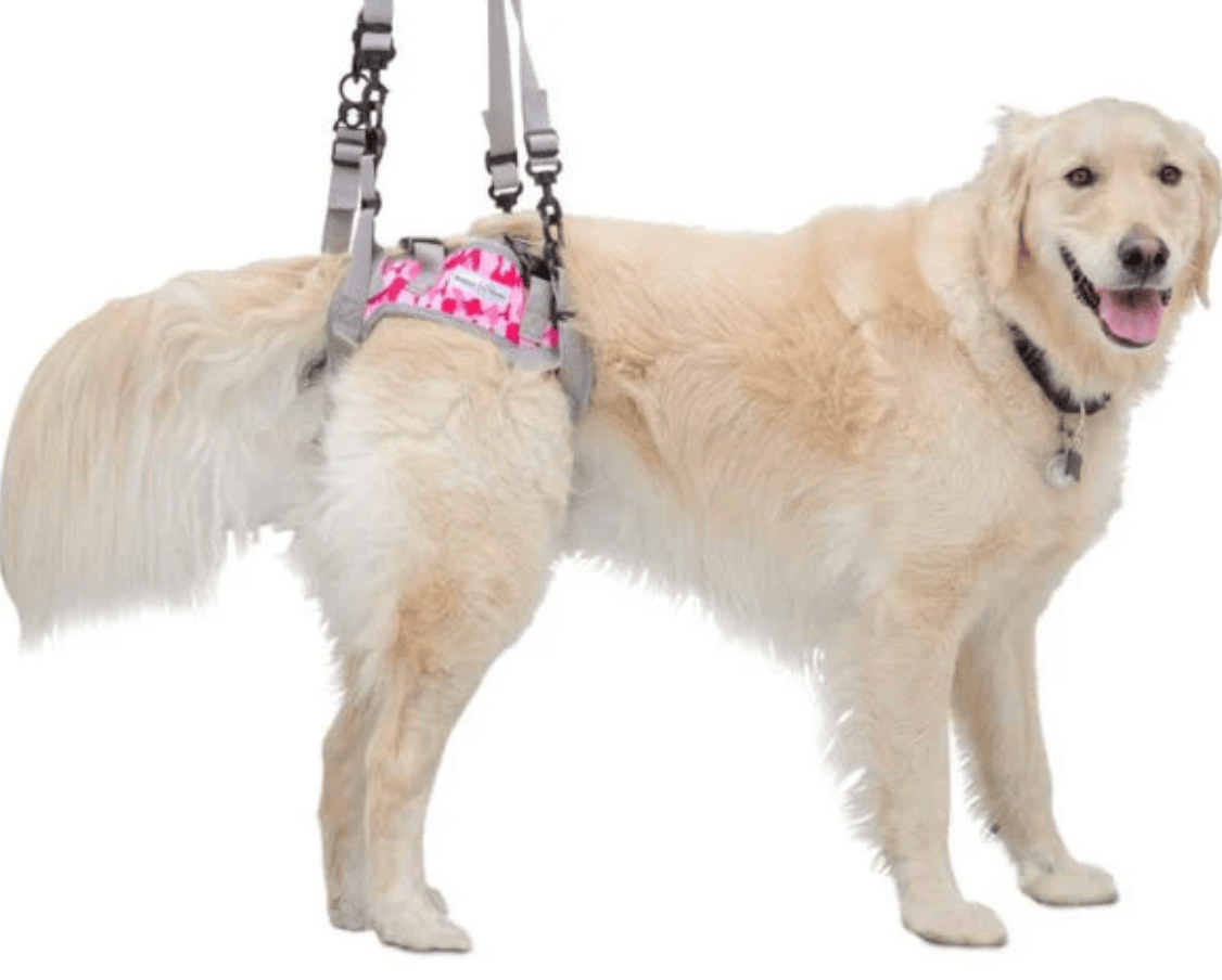 Walkin’ Warrior Rear Harness supporting dog's hind legs for mobility and lifting