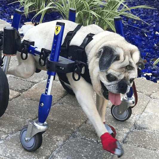 Walkin’ Wheels Front Neoprene Harness supporting small and medium dogs’ front torso with adjustable handles and durable neoprene material