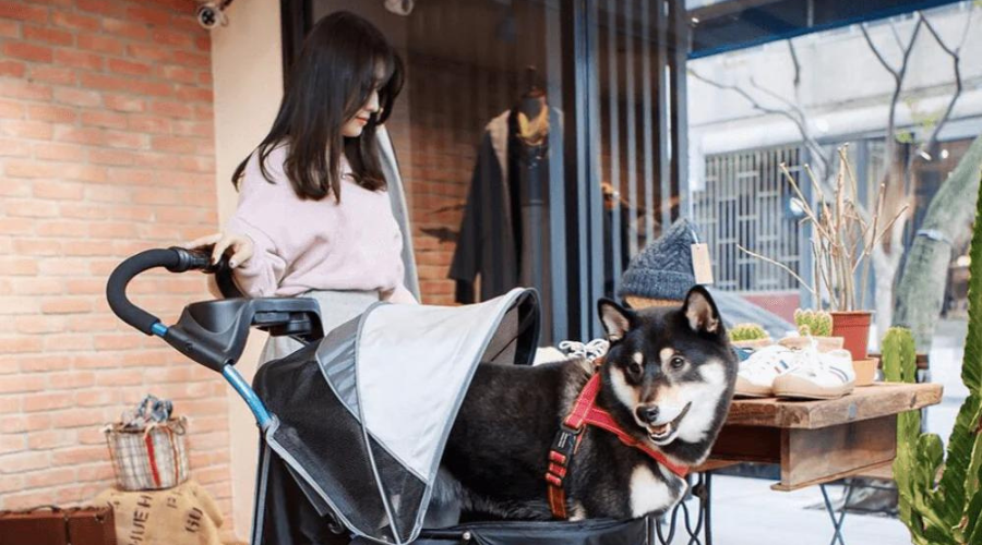 Best Large Dog Pushchairs, 5 Reasons You Need One