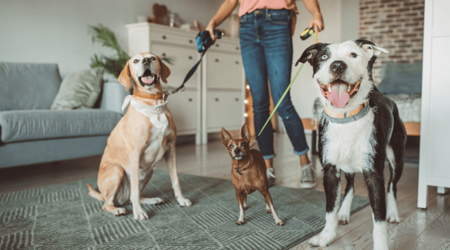 Top 5 UK Pet  & House Sitting Websites