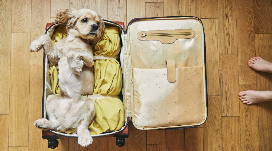 Road Tripping with your furry best friend in tow.