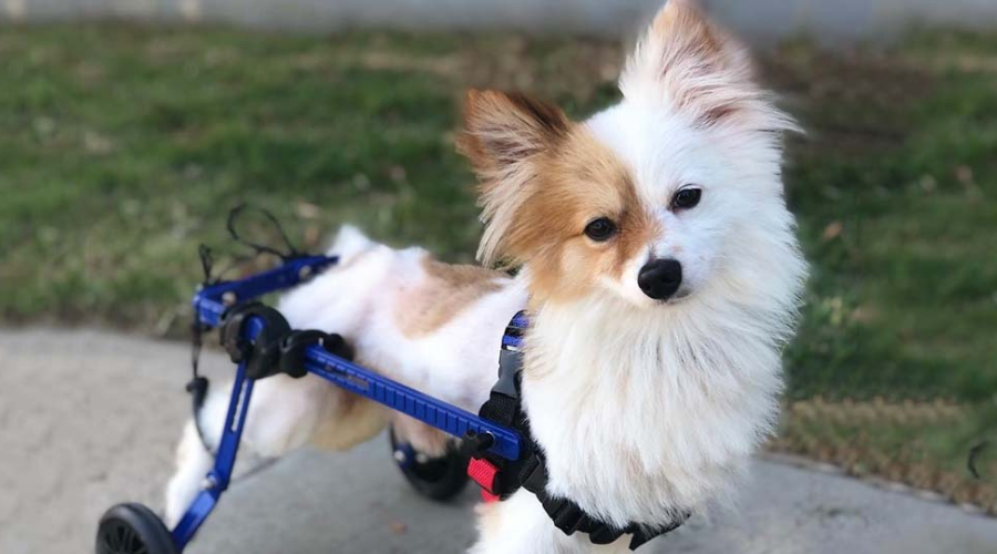 Will a wheelchair help my dog? A guide to choosing the right dog wheelchair