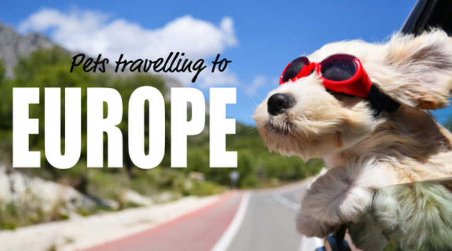Traveling with your pet in the EU? Air travel VS a Road Trip OR both?