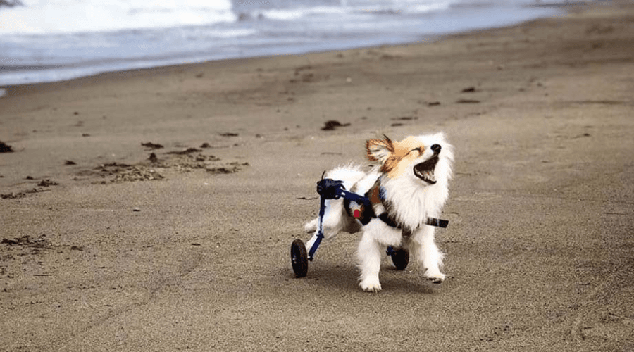 Are dog wheelchairs a good idea?