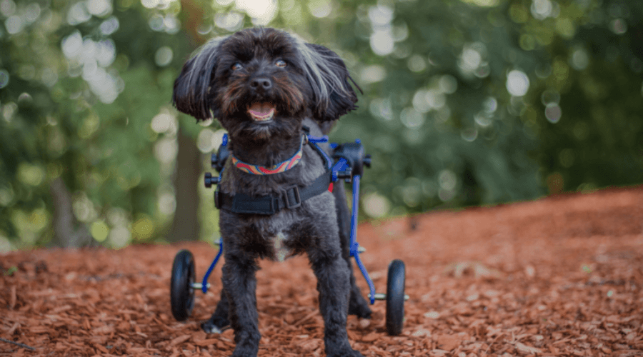 How to Train Your Dog to Use a Wheelchair