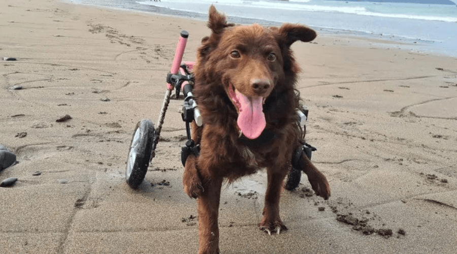 Wheelchairs for Dogs with Weak Back Legs