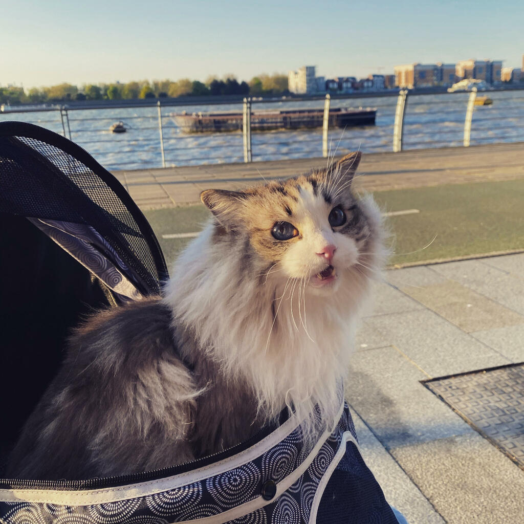 Cat Strollers, Prams for Cats