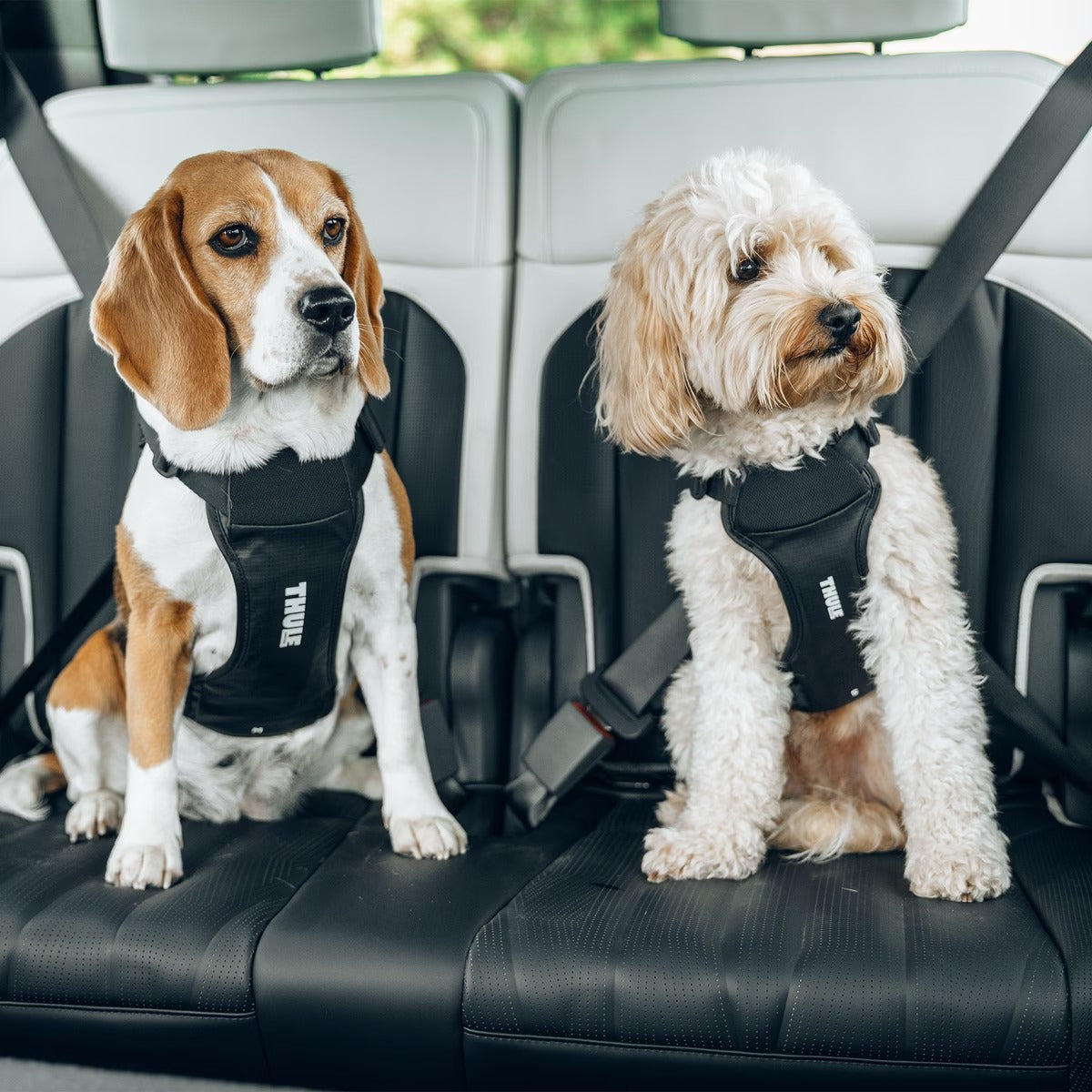 Thule Cappy Dog Car Harness crash-tested black step-in adjustable safety harness for dogs
