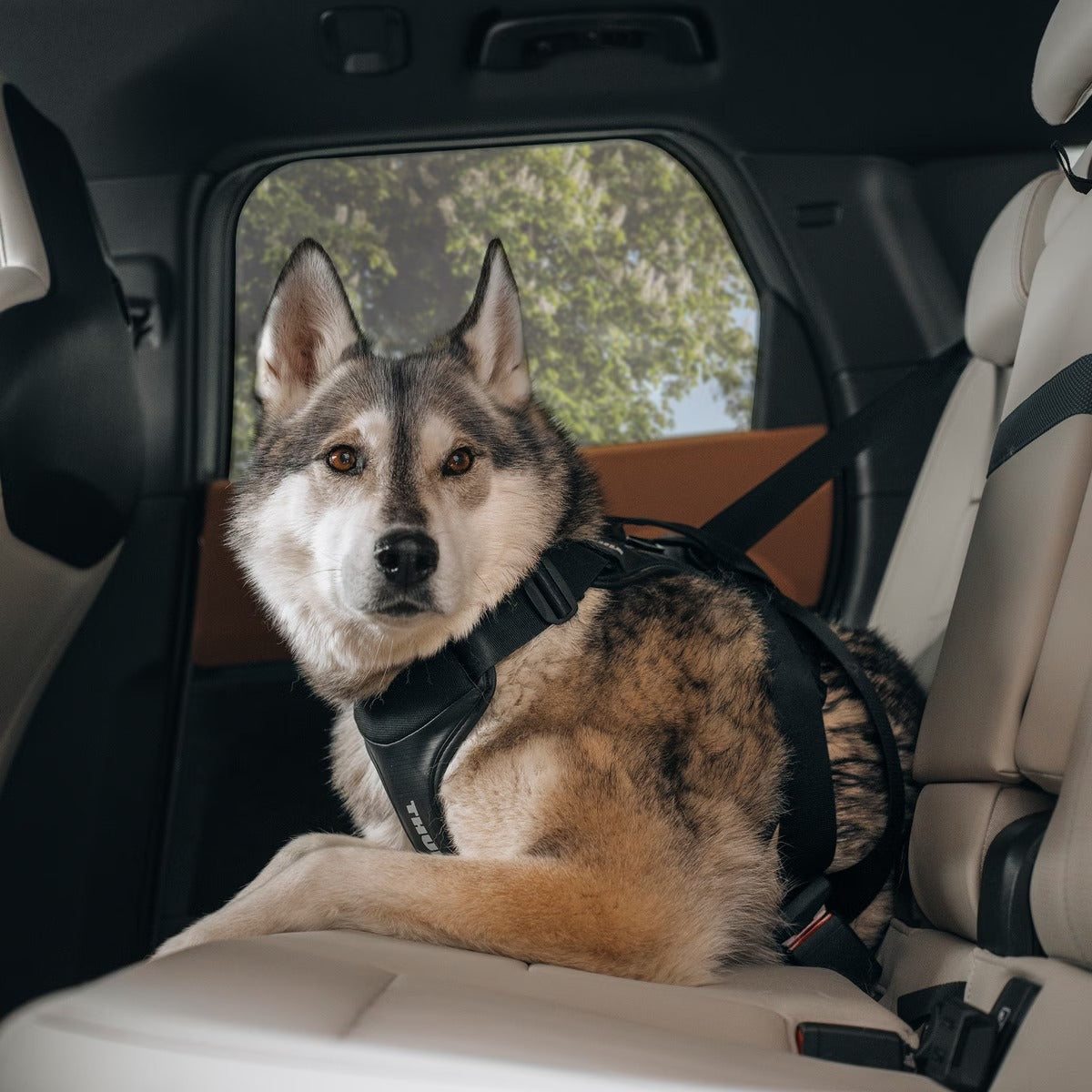 Thule Cappy Dog Car Harness crash-tested black step-in design adjustable straps breathable mesh rear leash attachment