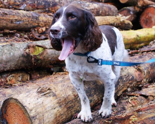 Blue Henry Wag Standard Lead with neoprene handle and reflective stitching attached to a dog collar via aviation-style carabiner