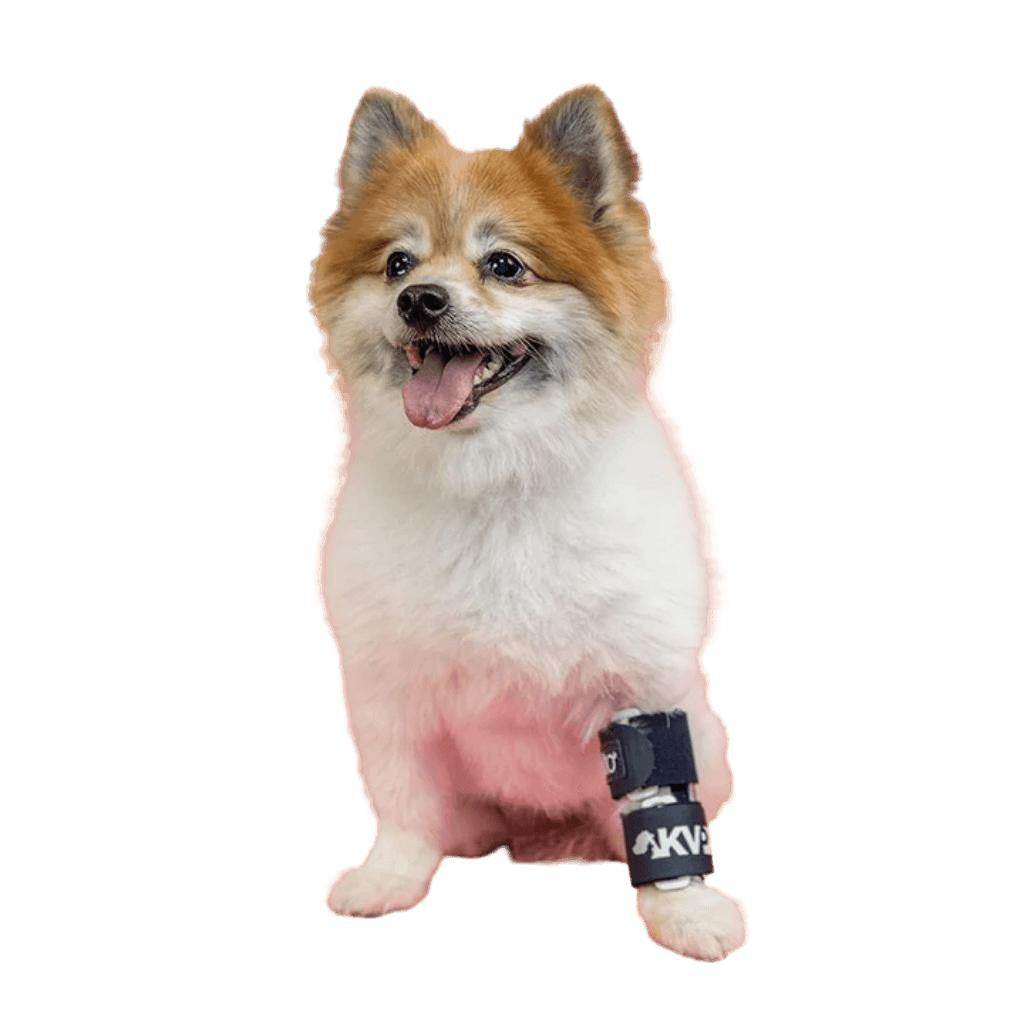 Balto Balto® Bone – Fracture Brace Balto® Bone – Fracture Brace | Pets Own Us
