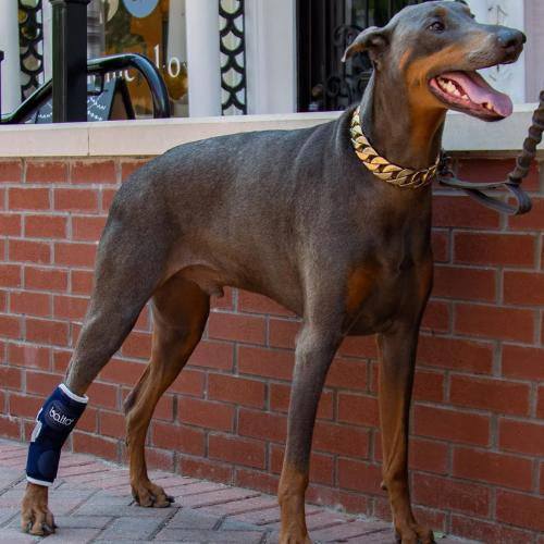 Balto® Hock Brace logo for dog hock joint support and pain relief