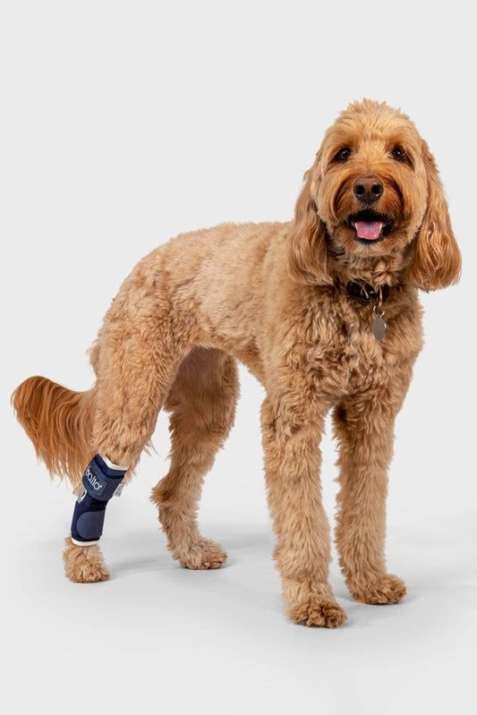 Balto Dog Brace Balto® Hock – Hock Brace Balto Hock Brace for Pain Relief, Lameness & Post-Surgery Support