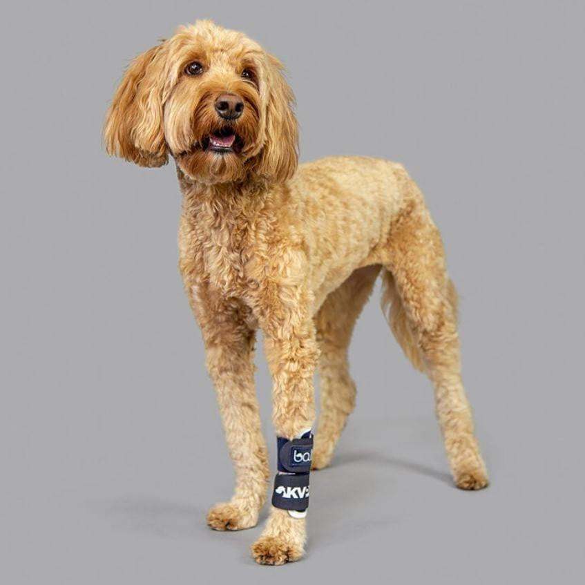 Balto® Joint Carpal Compression Band for dogs providing support and stabilization to injured carpus with blue straps and breathable fabric