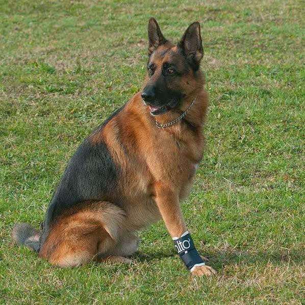Balto® Joint carpal compression band for dog leg injury support and stabilization