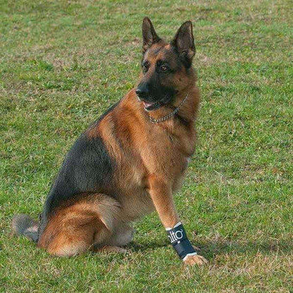 Balto® Joint carpal compression band for dog leg injury support and stabilization