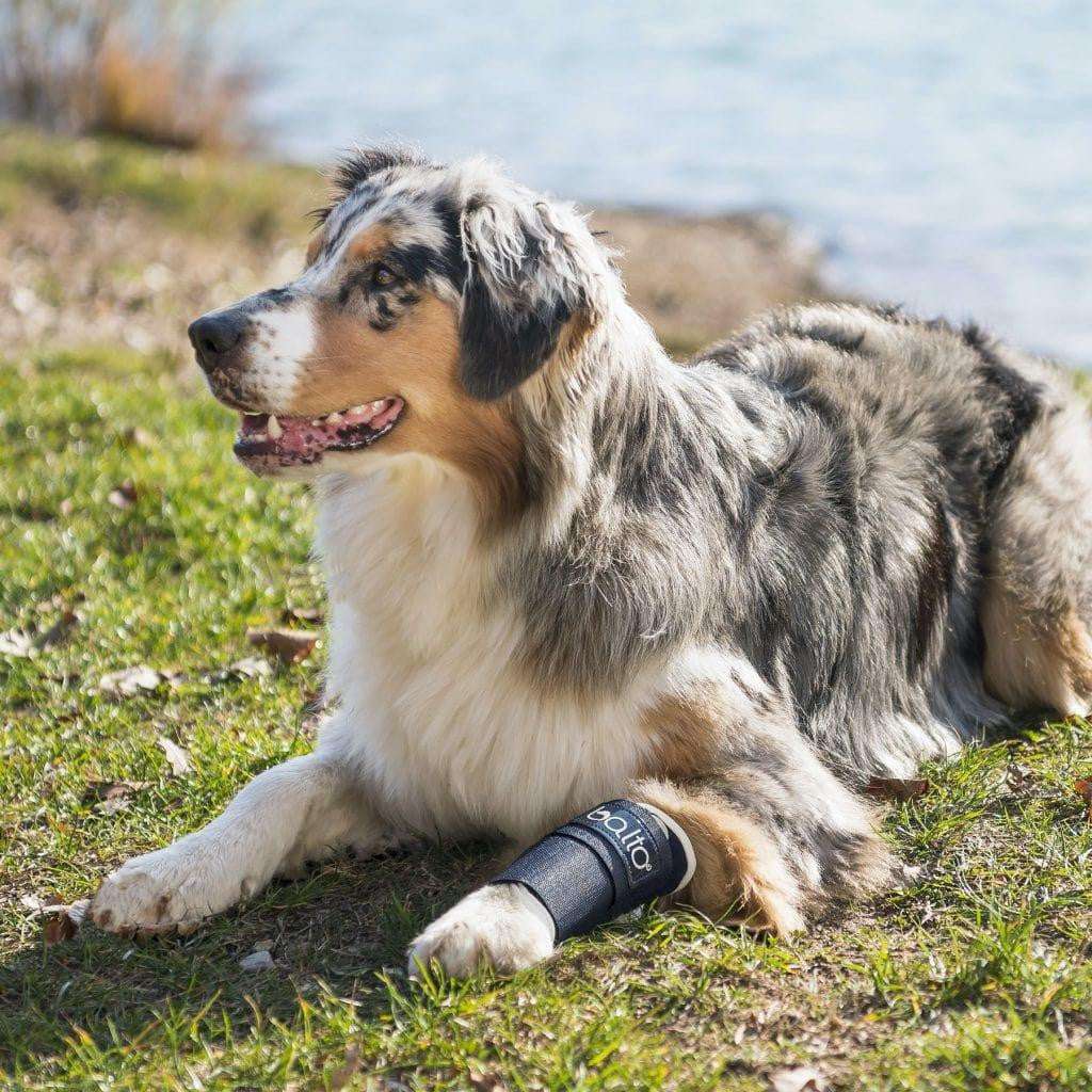 Balto Balto® Joint – Carpal Compression Band Balto® Joint – Carpal Compression Band | Pets Own Us