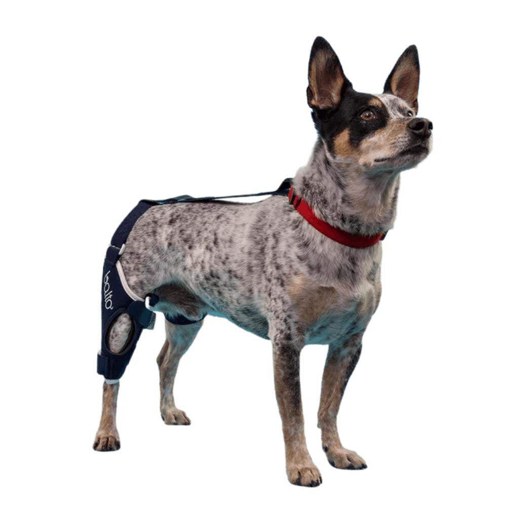 Balto Jump knee brace for dogs treating knee-joint conditions with splints and abdominal band support