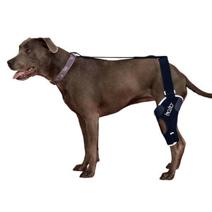 Balto Jump knee brace for dogs supporting knee-joint conditions with adjustable splints and abdominal belt
