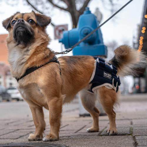 Dog wearing Balto Life hip dysplasia brace providing bilateral hip compression for pain relief