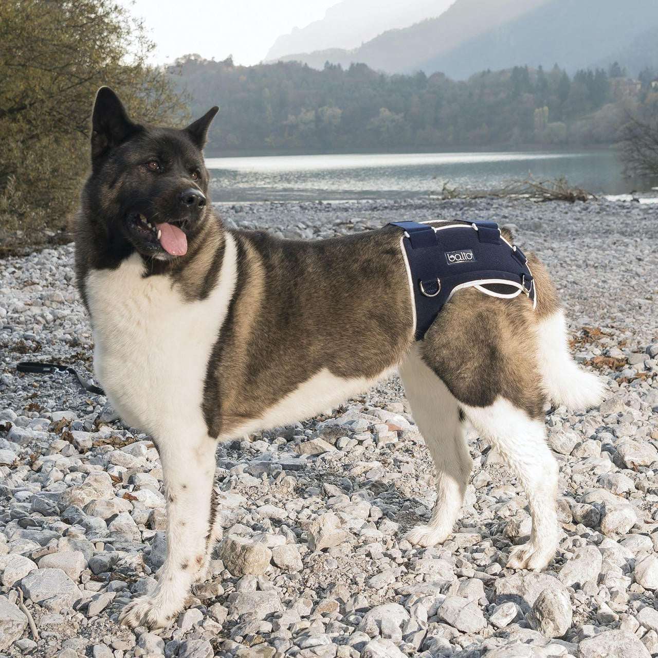 Dog wearing Balto Life hip dysplasia brace providing bilateral hip compression and pain relief