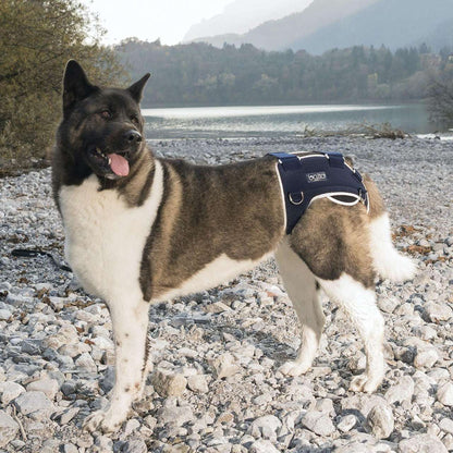 Dog wearing Balto Life hip dysplasia brace providing bilateral hip compression and pain relief