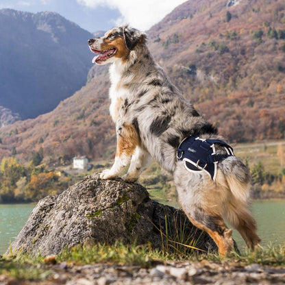Dog wearing Balto Life hip dysplasia brace for pain relief and hip support