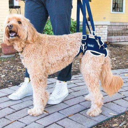Dog wearing Balto® Life hip dysplasia brace for pain relief and bilateral hip compression