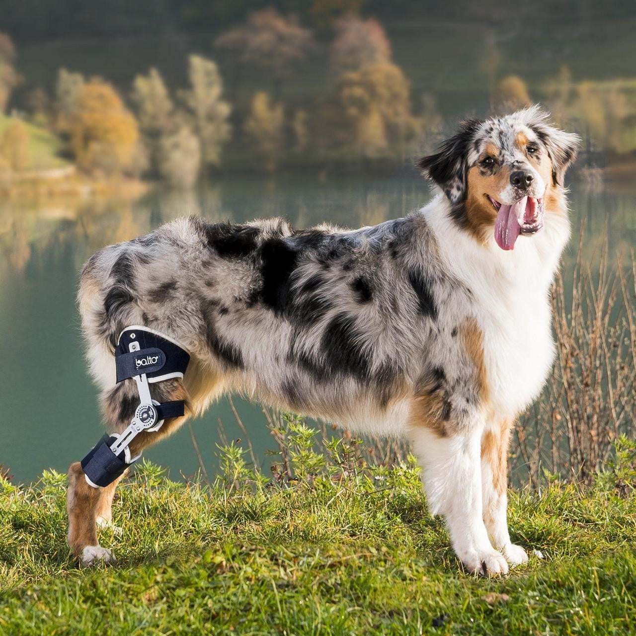 Balto® Ligatek adjustable hinged knee brace for dog knee joint stabilization and postoperative care