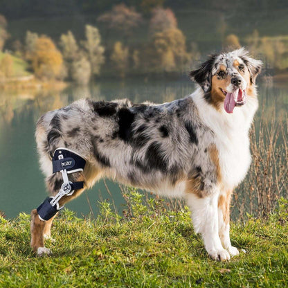 Balto® Ligatek adjustable hinged knee brace for dog knee joint stabilization and postoperative care