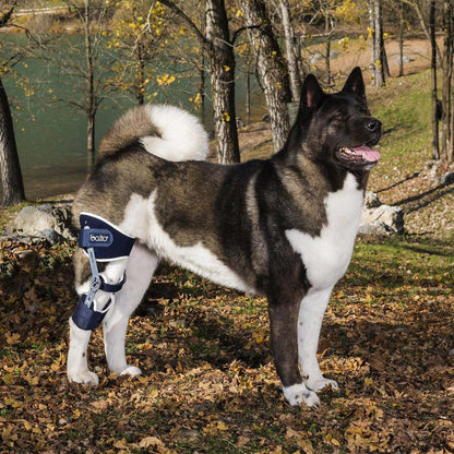 Balto® Ligatek adjustable hinged knee brace for dogs stabilizing post-traumatic or acquired knee joint deficiencies