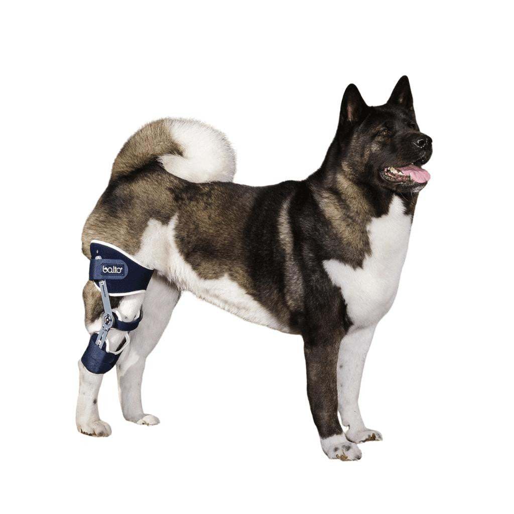 Balto® Ligatek adjustable hinged knee brace for dog knee stabilization and post-op care
