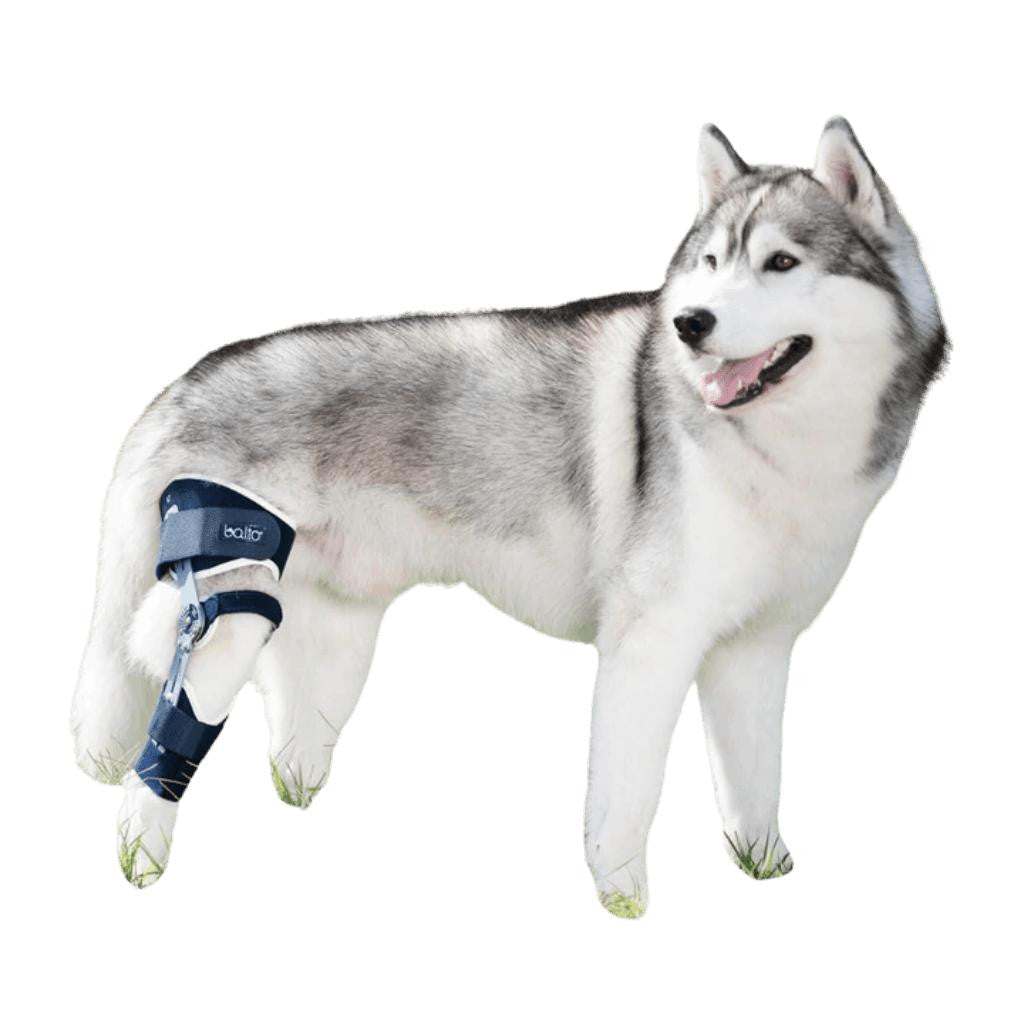Balto Balto® Ligatek – Adjustable Hinged Knee Brace Balto® Ligatek – Adjustable Hinged Knee Brace | Pets Own Us