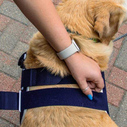 Balto Balto® Lux – Shoulder Brace Balto® Lux Shoulder Brace for Shoulder Support & Recovery for your dog